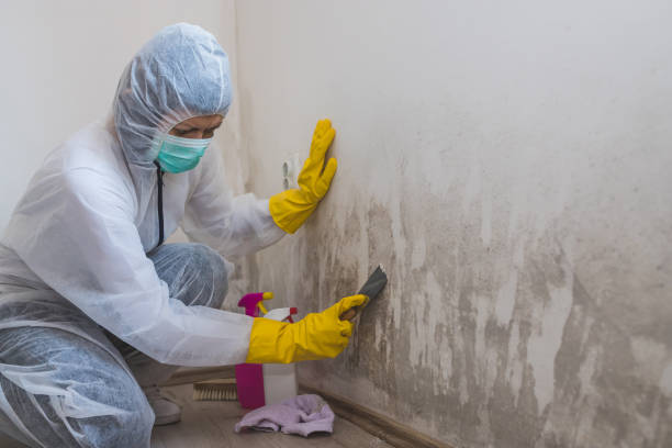 Best Bathroom Mold Remediation in Westchester, IL