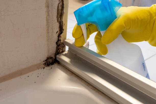 Best Commercial Mold Remediation in Westchester, IL