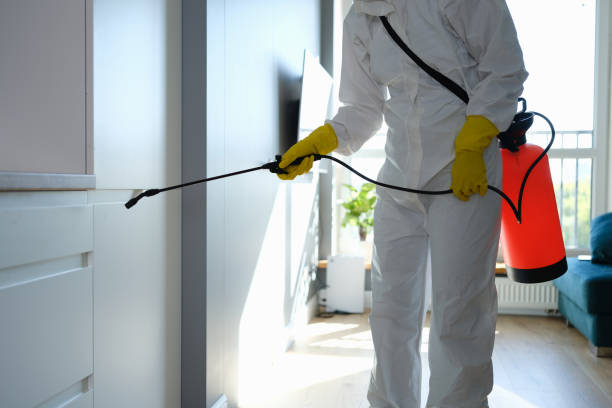Best White Mold Remediation in Westchester, IL
