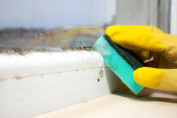Best Attic Mold Remediation in Westchester, IL