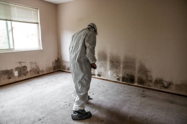 Professional Mold Remediation in Westchester, IL