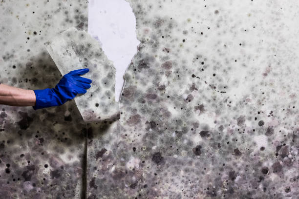 Best Residential Mold Remediation in Westchester, IL