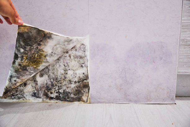 Best Basement Mold Remediation in Westchester, IL